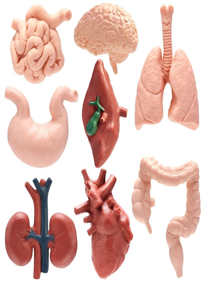 VICROIC 8 PCS Mini Human Body Model for Kids, Human Organ Model Anatomy, Physiology 3D Realistic Study Tools for Students Sciences Class Learn - Image 1